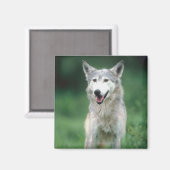 Aimant Loup gris (Recto/Verso)
