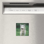 Aimant Loup gris (In Situ (Lave-vaisselle))