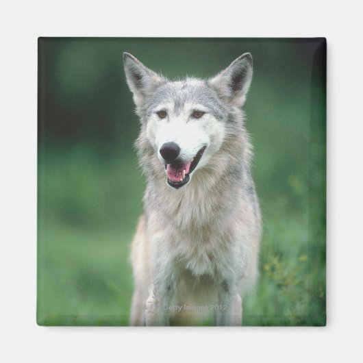 Aimant Loup gris (Devant)