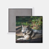 Aimant Loup gris (Recto/Verso)