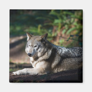 Aimant Loup gris