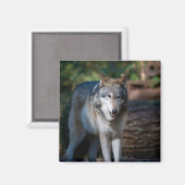 Aimant Loup gris (Recto/Verso)