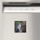 Aimant Loup gris (In Situ (Lave-vaisselle))