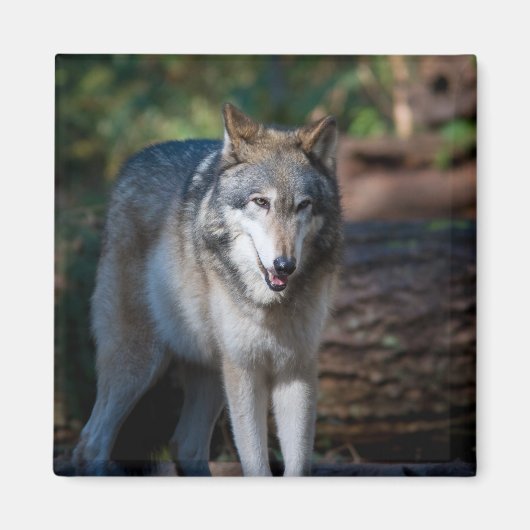 Aimant Loup gris (Devant)