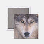 Aimant loup gris, Canis lupus, gros plan des yeux (Recto/Verso)