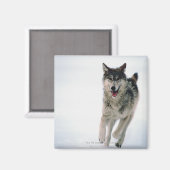 Aimant Loup gris courant (Recto/Verso)