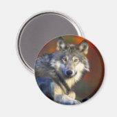 Aimant Loup gris, Espèces menacées Photographie numérique (Recto/Verso)
