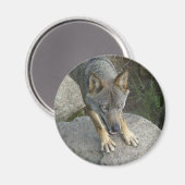 Aimant Loup gris européen (Recto/Verso)