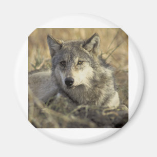Aimant Loup gris magnifique