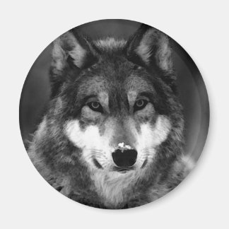 Aimant Loup noir et blanc