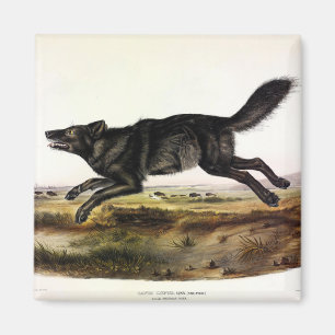 Aimant Loup noir ou Loup noir-américain (Canis Lupus)