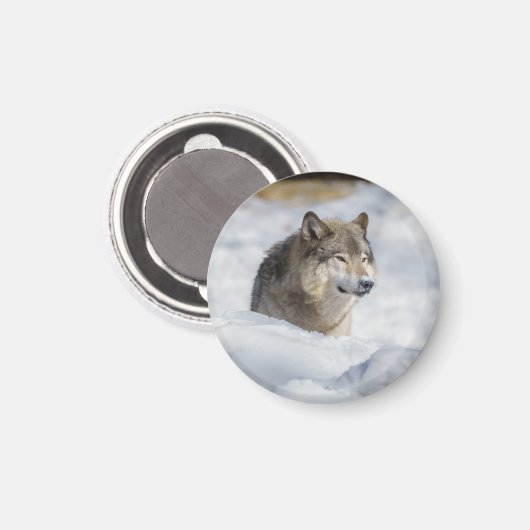 Aimant Loup solitaire en neige (Recto/Verso)