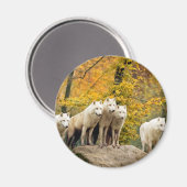 Aimant Loups blancs de l'Alaska dans la forêt (Recto/Verso)