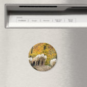 Aimant Loups blancs de l'Alaska dans la forêt (In Situ (Lave-vaisselle))