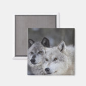 Aimant Loups (Canus lupus) de West Yellowstone. Ceci (Recto/Verso)