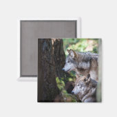 Aimant Loups gris (Recto/Verso)