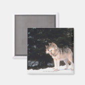 Aimant Loups gris (Recto/Verso)