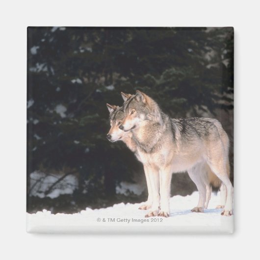 Aimant Loups gris (Devant)