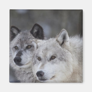 Aimant Loups (lupus de Canus) de Yellowstone occidental.