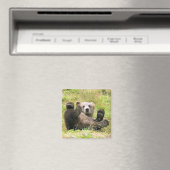 Aimant L'Ours Brown Lazy (In Situ (Lave-vaisselle))