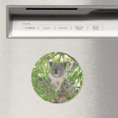 Aimant L'ours Koala d'Helaine (In Situ (Lave-vaisselle))