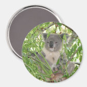 Aimant L'ours Koala d'Helaine (Recto/Verso)