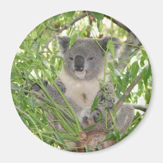 Aimant L'ours Koala d'Helaine (Devant)