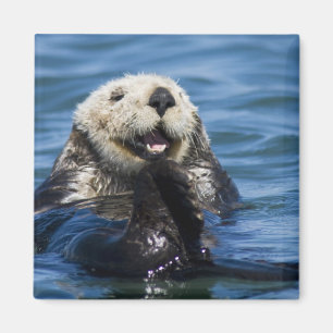 Aimant Loutre de mer de Californie Enhydra lutris) se toi