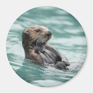 Aimant Loutre de mer de observation