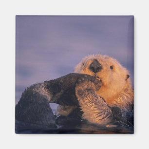 Aimant Loutre de mer, Enhydra lutris