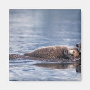 Aimant loutre de mer, Enhydra lutris lutris