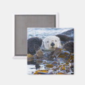 Aimant Loutre de mer enveloppée de kelp (Recto/Verso)
