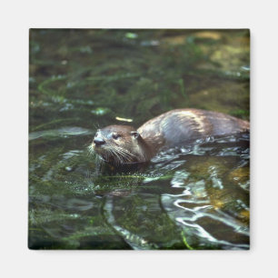 Aimant Loutre de rivière