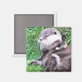 AIMANT LOUTRES (Recto/Verso)