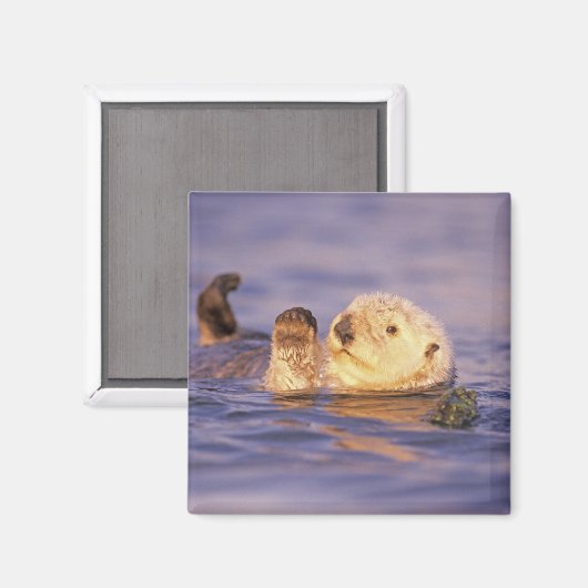 Aimant Loutres de mer, Enhydra lutris (Recto/Verso)