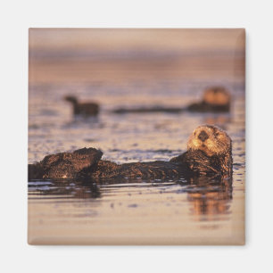 Aimant Loutres de mer, Enhydra lutris 3