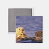 Aimant Loutres de mer, Enhydra lutris 4 (Recto/Verso)