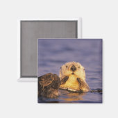 Aimant Loutres, Enhydra lutris 5 (Recto/Verso)