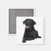 Aimant Love Black Labrador Retriver Chien Chien Chien Chi (Recto/Verso)