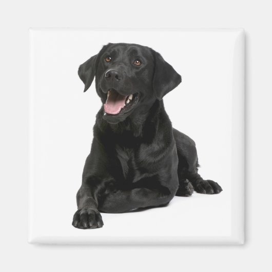 Aimant Love Black Labrador Retriver Chien Chien Chien Chi (Devant)