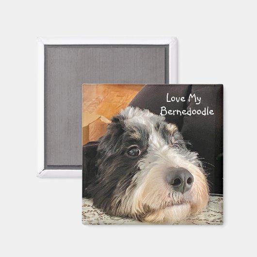Aimant Love My Bernedoodle (Recto/Verso)