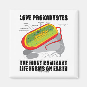 Aimant Love Prokaryotes Les Formes De Vie Les Plus Domina