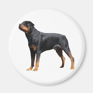 Aimant Love Rottweiler Puppy Dog