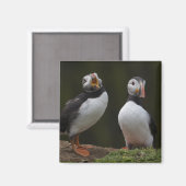 Aimant Love Song Puffins (Recto/Verso)