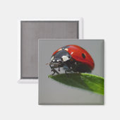 Aimant Lucky Ladybug idées cadeaux (Recto/Verso)