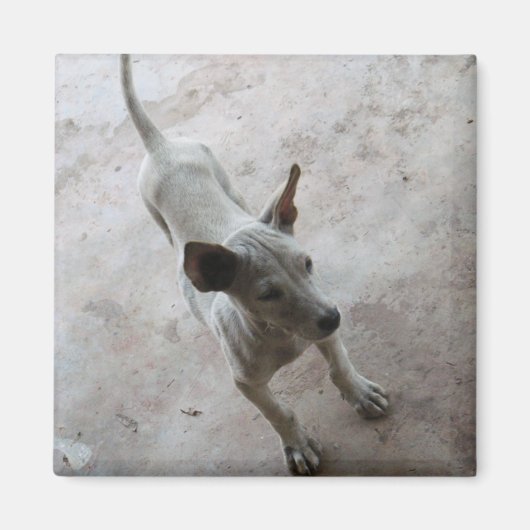 Aimant Luk Maa ... Chien chiot thaïlandais Soi (Devant)