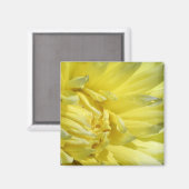 Aimant Lumineuse, Lémon Jaune Dahlia (Recto/Verso)