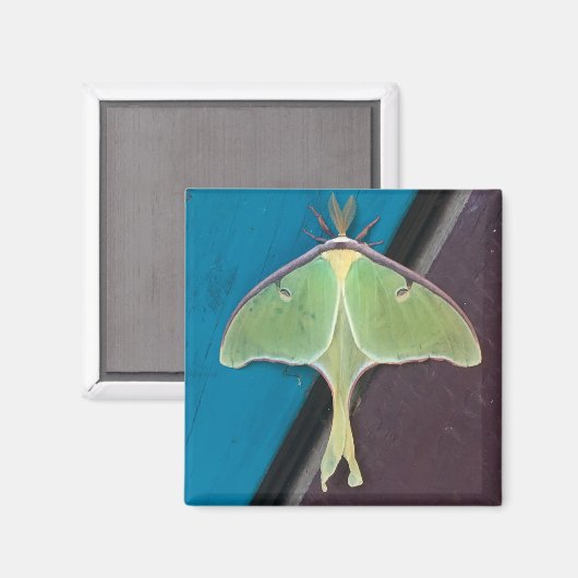 Aimant Luna Moth (Recto/Verso)