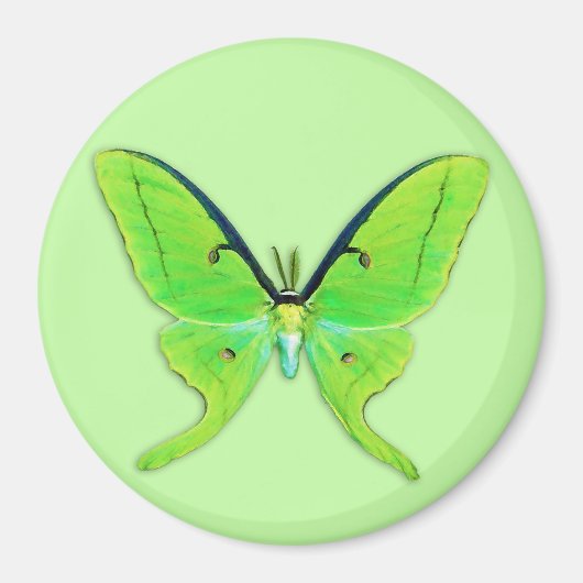 Aimant Luna moth sur un arrière - plan vert pâle (Devant)