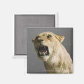 Aimant Lune rugissant (Recto/Verso)